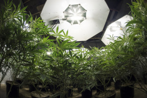 Twenty Years for Marijuana Grower